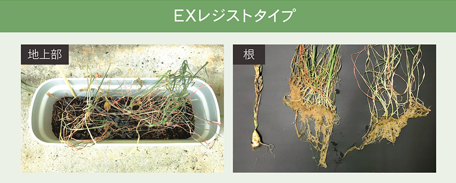 商品説明